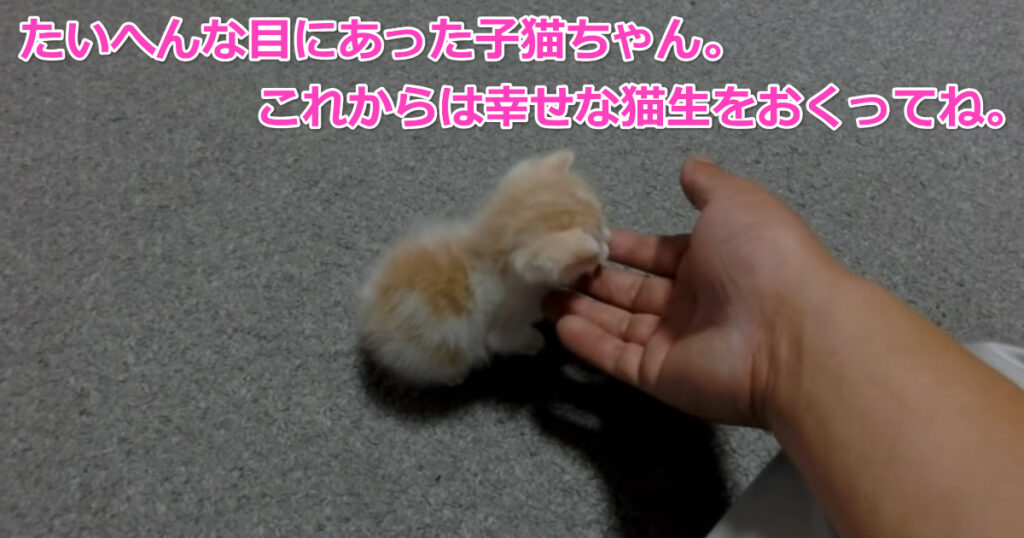 これからは幸せな猫生をおくってね。保護されて間もない子猫ちゃん。