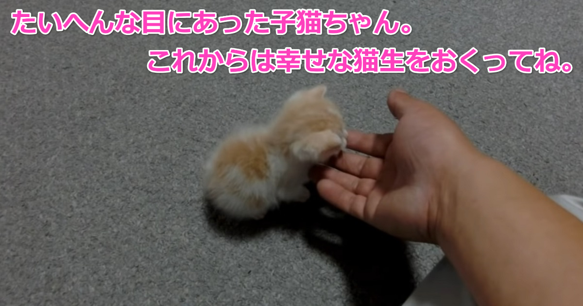 保護された子猫ちゃん