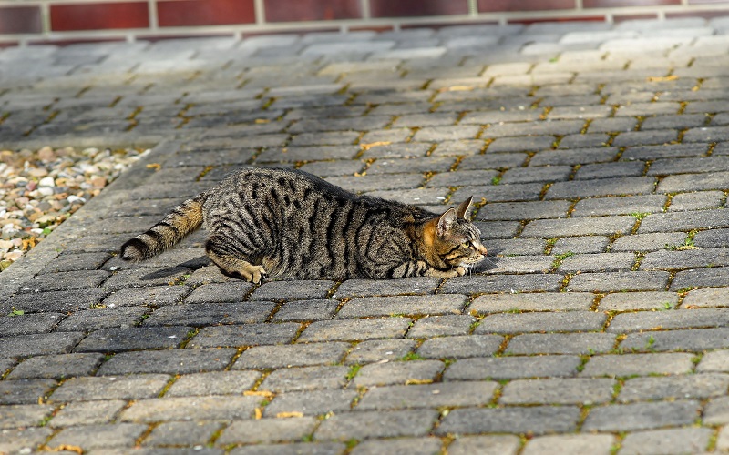 挨拶に来た猫１