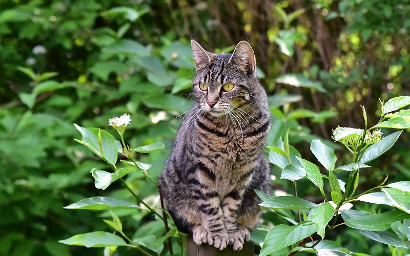 挨拶に来た猫４