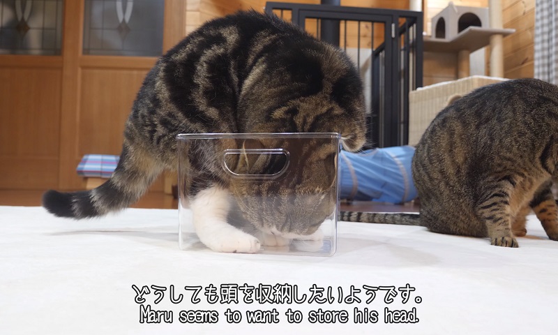 コンパクト収納猫２