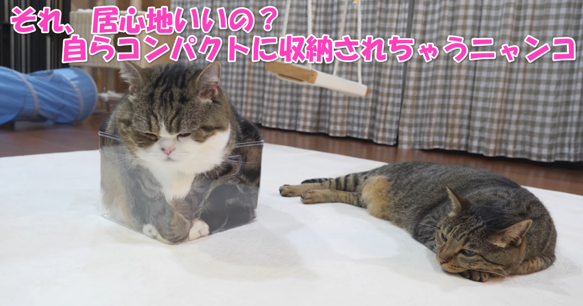 コンパクト収納猫