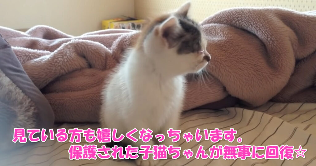 見ている方も嬉しくなっちゃいます。　保護された子猫ちゃんが無事に回復☆