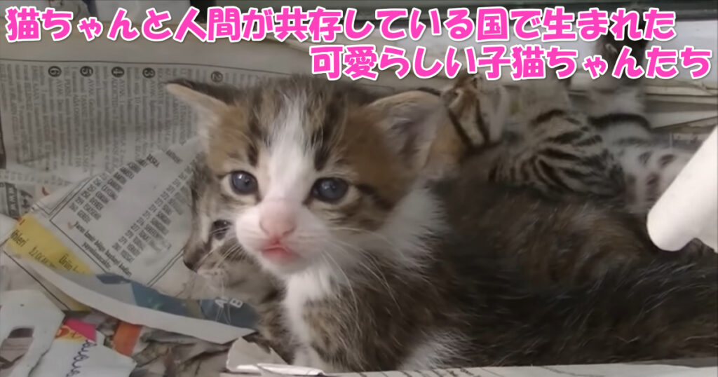 猫と人間が共存している国。そこで美猫ちゃんから生まれた可愛らしい子猫ちゃんたち。