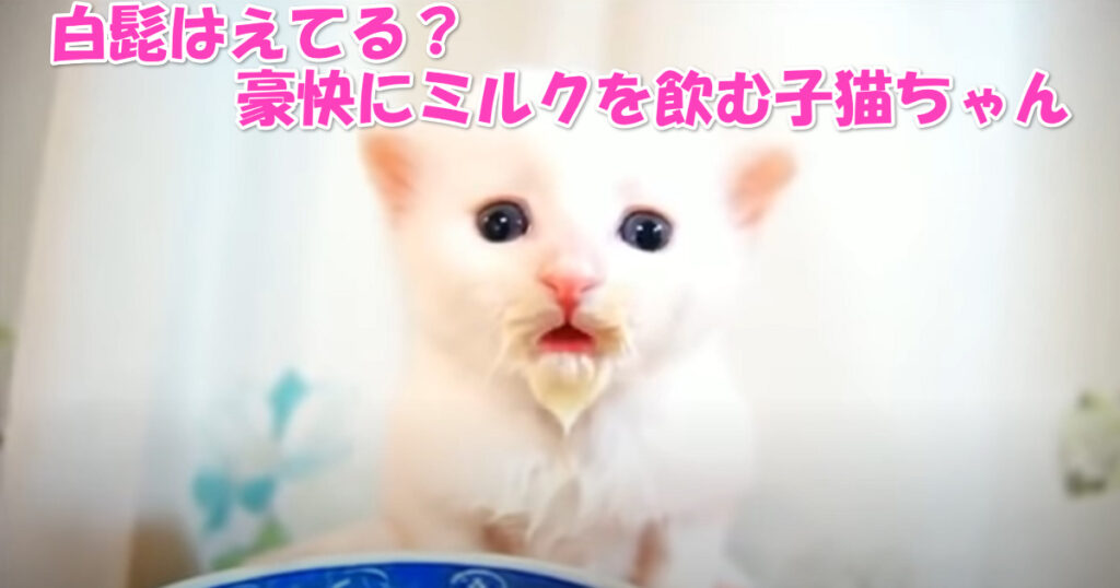 白髭はえてる？　豪快にミルクを飲む白猫の子猫ちゃん