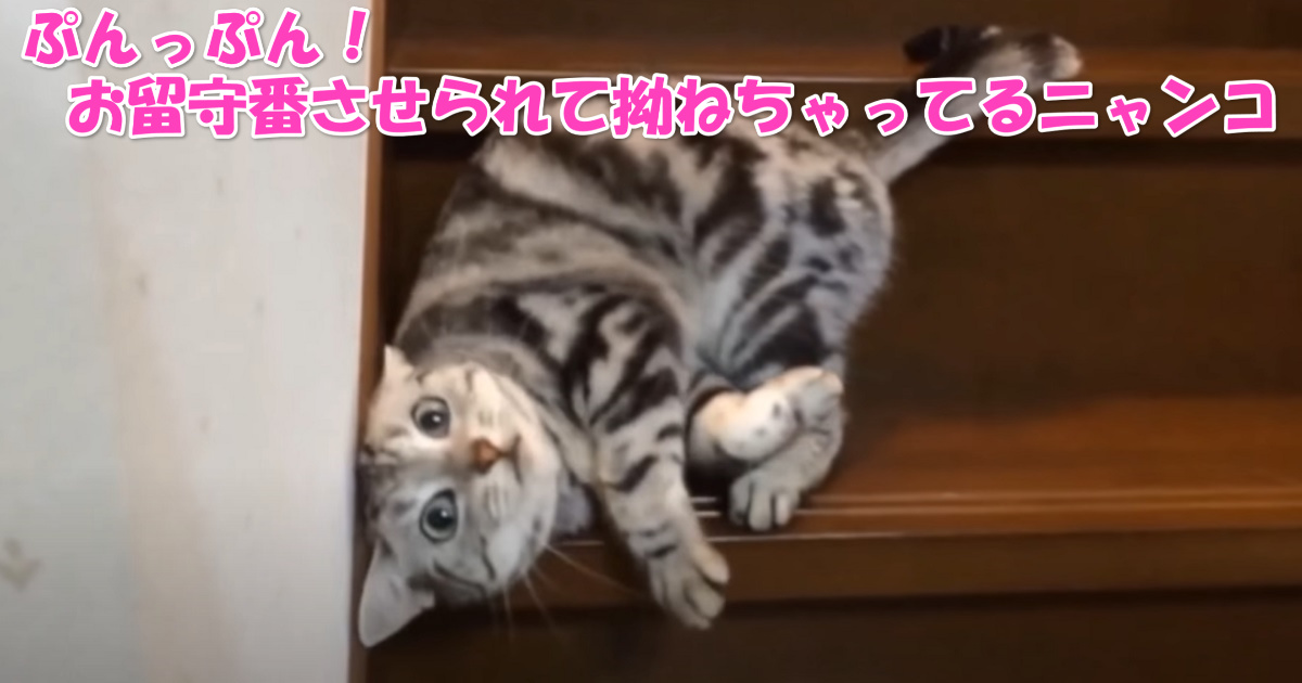 拗ねてる猫　アイキャッチ