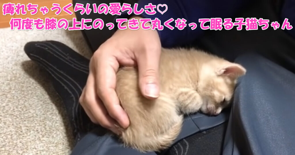 痺れちゃうくらいの可愛らしさ♡　何度も膝の上にのってきて丸くなって眠る子猫ちゃん