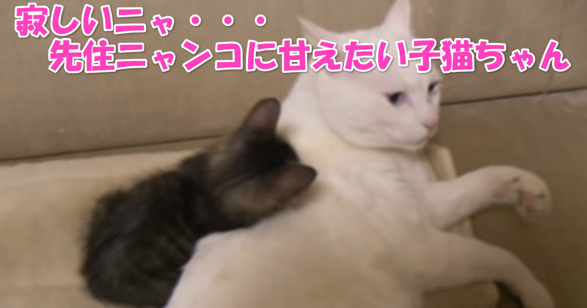 子猫と先住猫　icatch