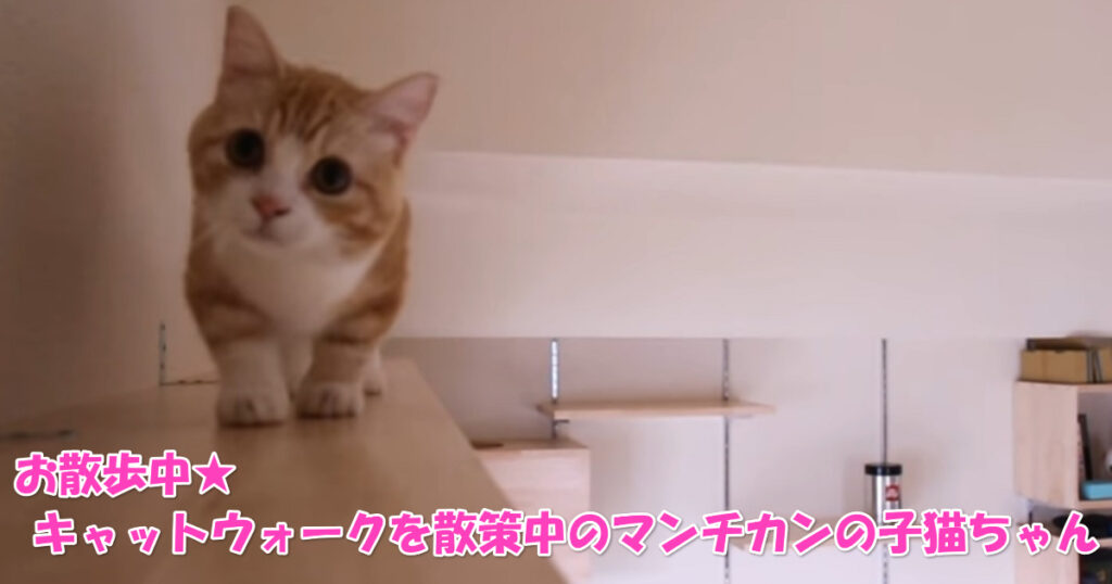 お散歩中☆　キャットウォークを散策中のマンチカンの子猫ちゃん