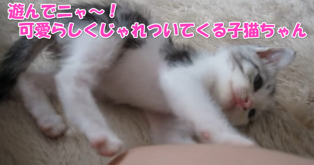 遊んでニャ～！　可愛らしくじゃれついてくる子猫ちゃん