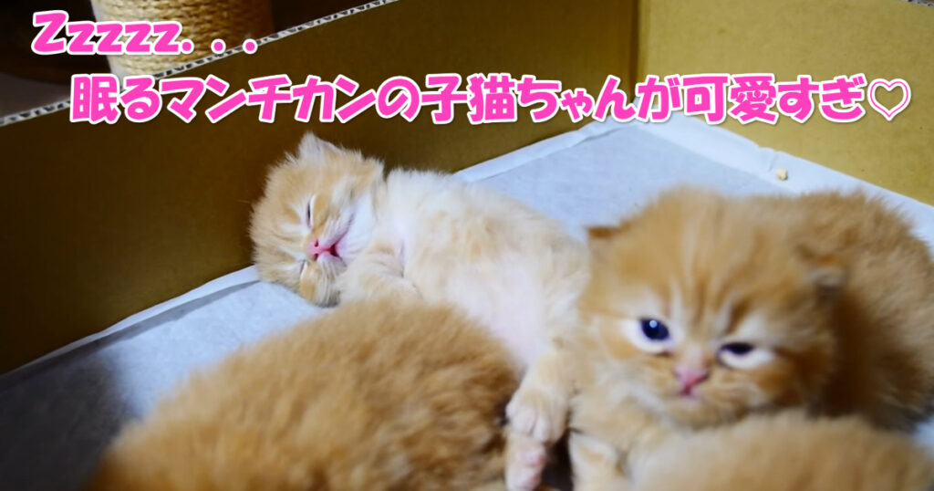 Zzzzz...　眠るマンチカンの子猫ちゃんが可愛すぎ♡