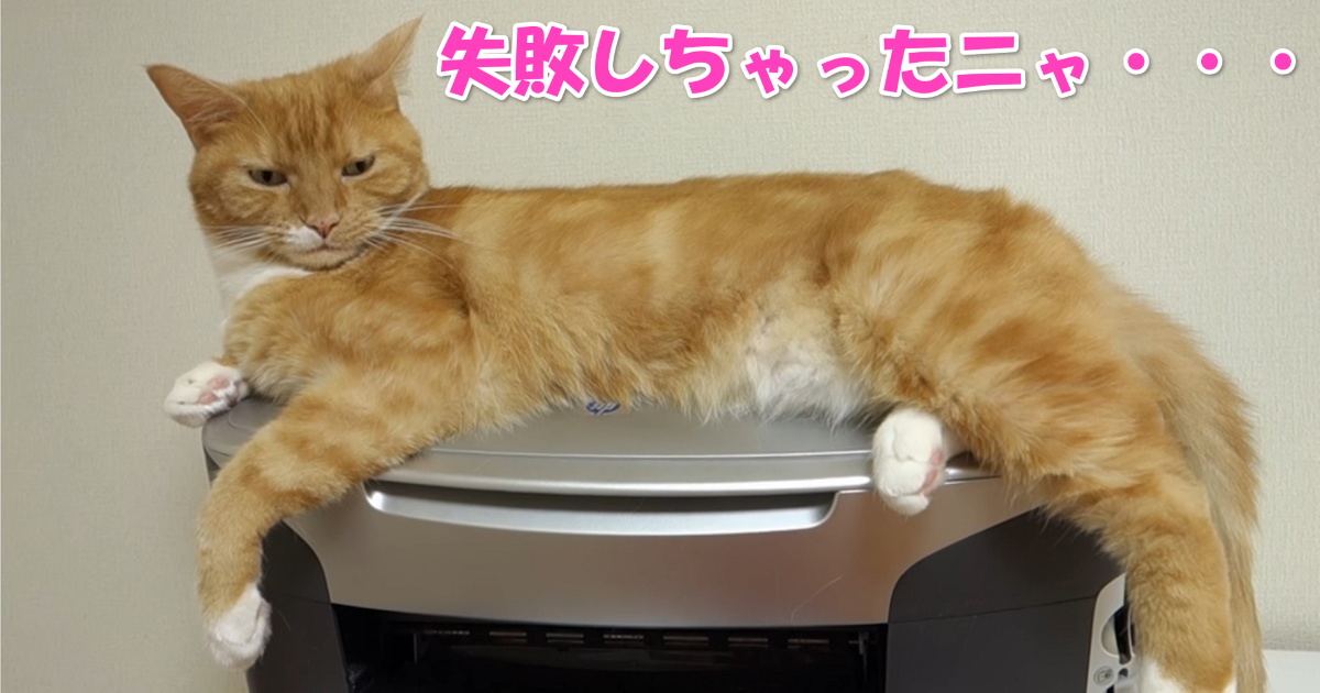 落ちる猫　アイキャッチ