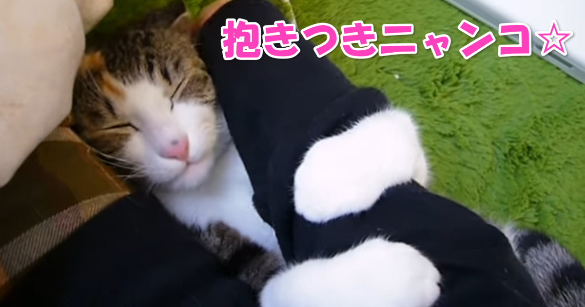 抱きつく猫　アイキャッチ