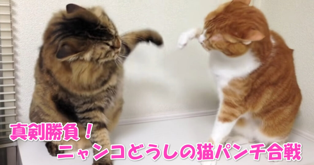 真剣勝負！　ニャンコどうしの猫パンチ合戦