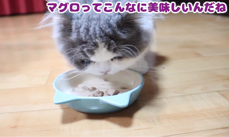 まぐろと猫　No-3