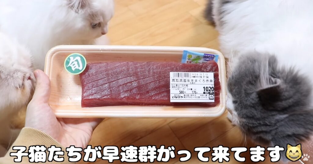 ニャンコはまぐろ好き？　ニャンコの前でマグロを捌いてみたら・・・