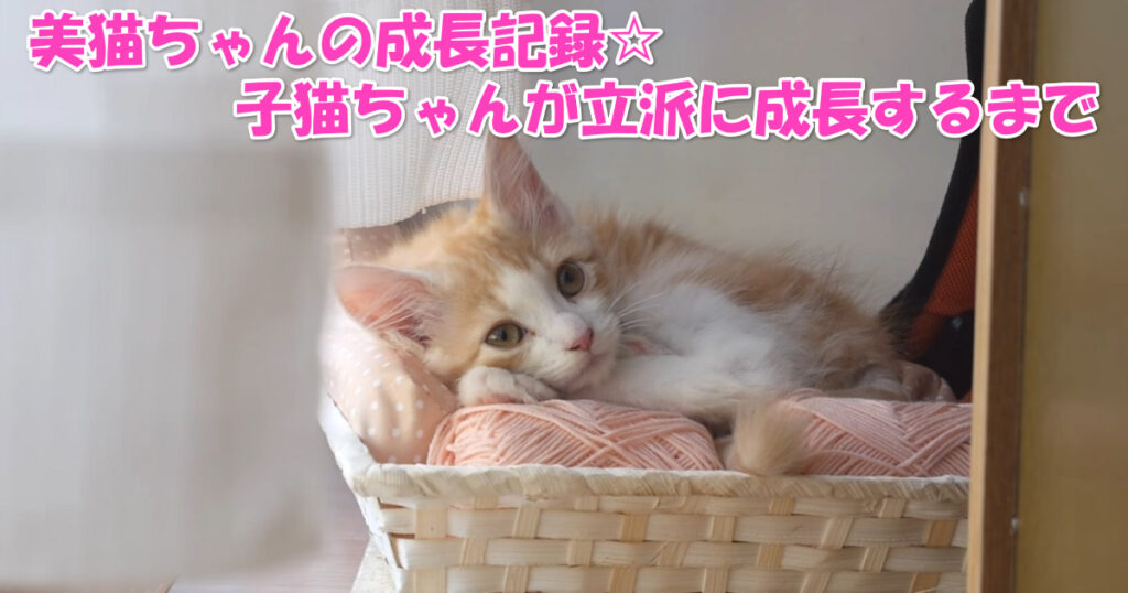 美猫ちゃんの成長記録☆　子猫ちゃんが立派に成長するまで