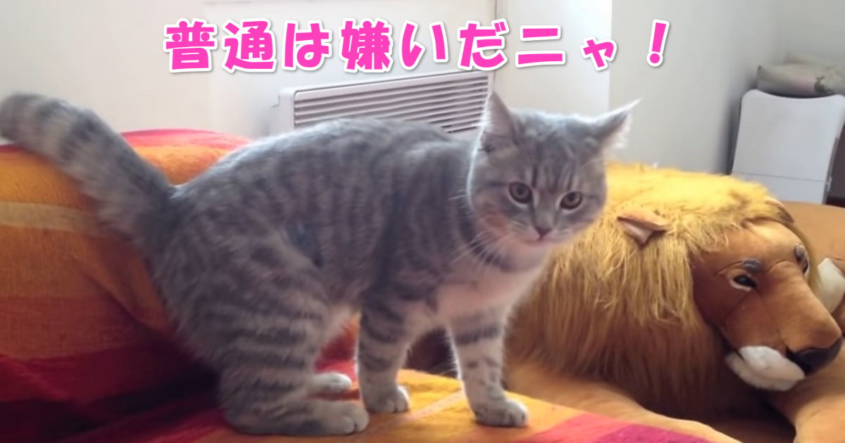 一発芸　アイキャッチ