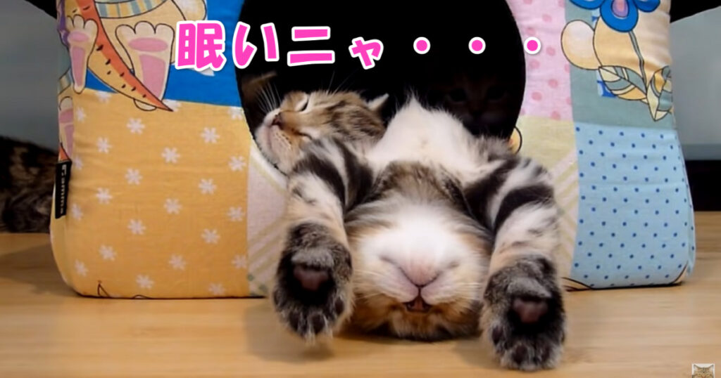 眠いニャ・・・　子猫ちゃんたちが寝落ちする様子を集めた動画集