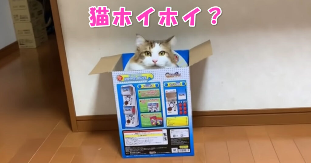 まるで猫ホイホイ。　箱にワラワラと群がって来るニャンコたち