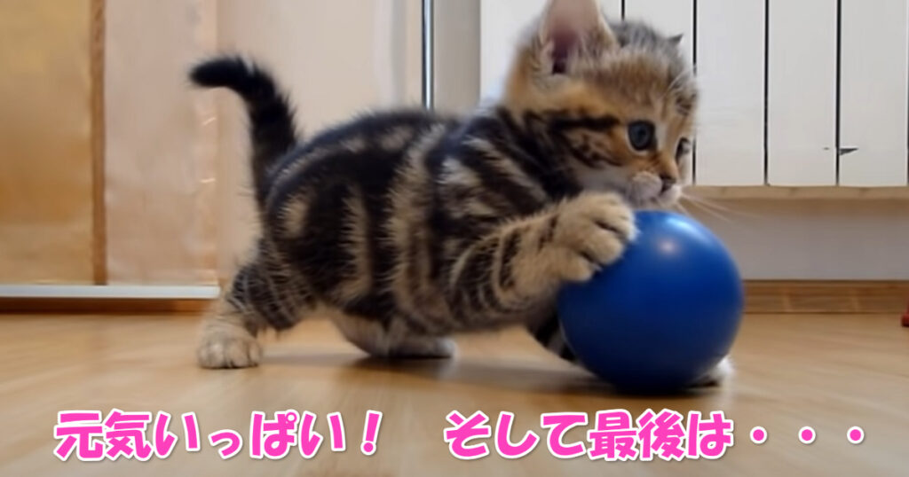 元気いっぱいに遊びまわる子猫ちゃん☆　そして最後には・・・