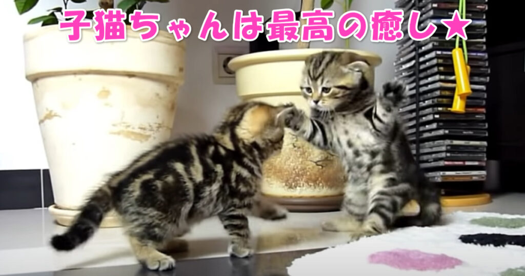 子猫ちゃんは最高の癒し☆　楽しそうに遊びまわる子猫ちゃんたち