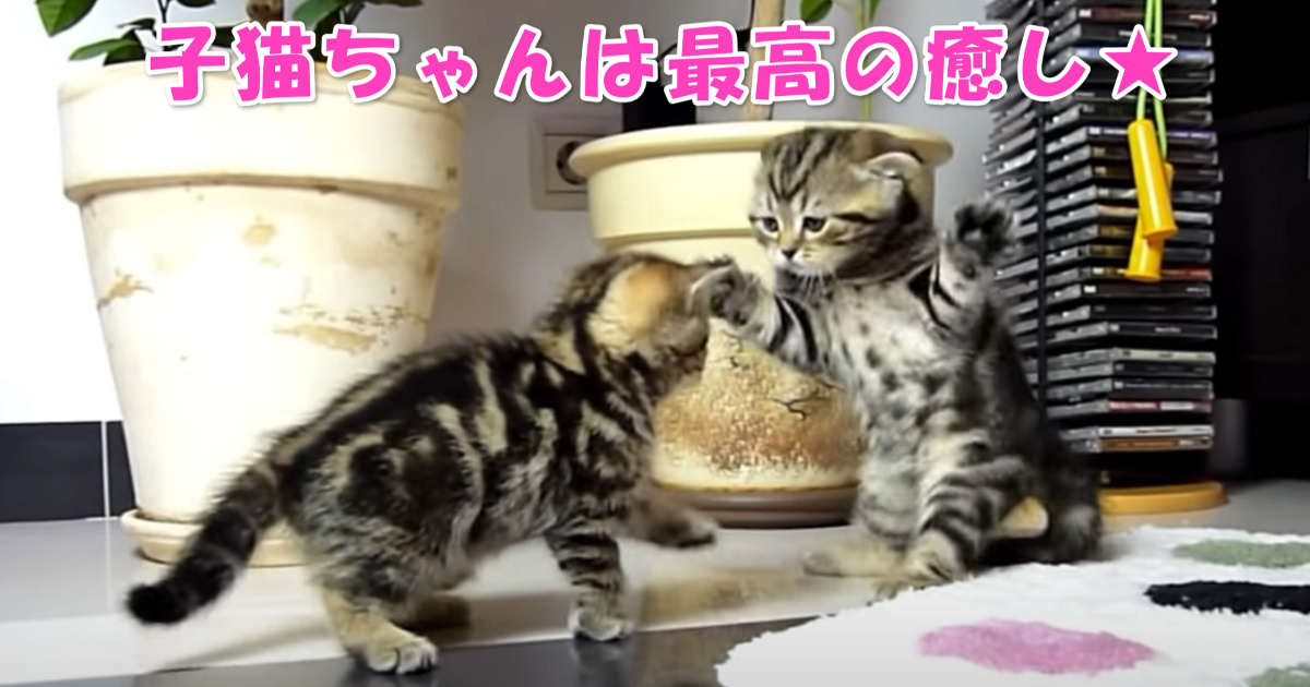 癒しの子猫ちゃんたち　アイキャッチ