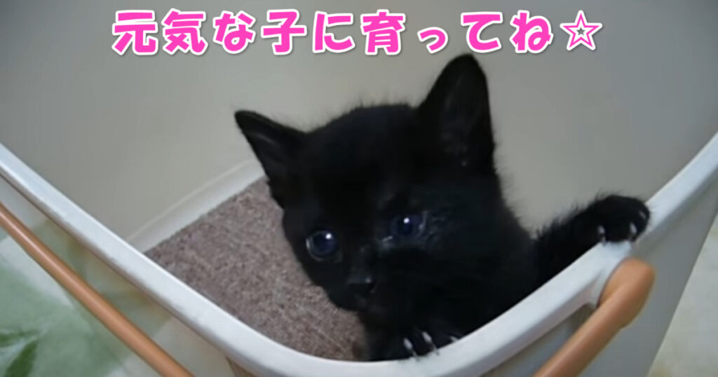 元気な子に育ってね☆　ちっちゃくて可愛らしい黒猫の子猫ちゃん