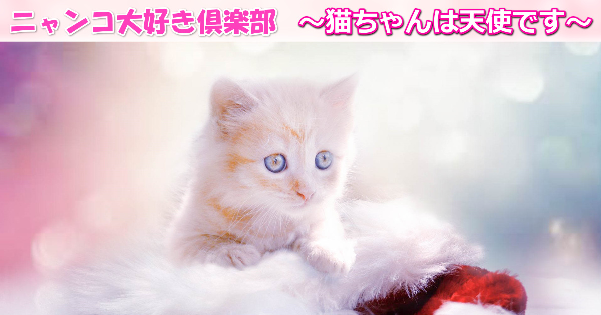 ニャンコ大好き倶楽部 〜猫ちゃんは天使です〜