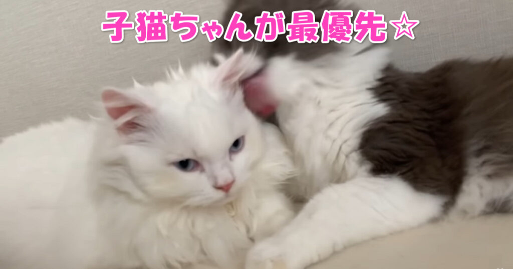 やっぱり子猫ちゃんが最優先☆　子猫ちゃんの相手をするお父さんニャンコ