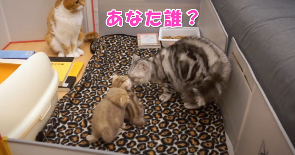 あなた誰？　お父さんニャンコと初めて会った子猫ちゃんたち