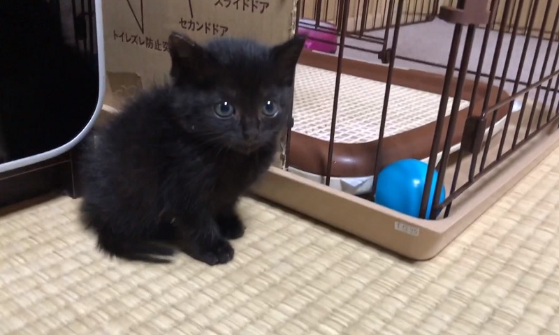 黒猫の子猫ちゃん　No-1