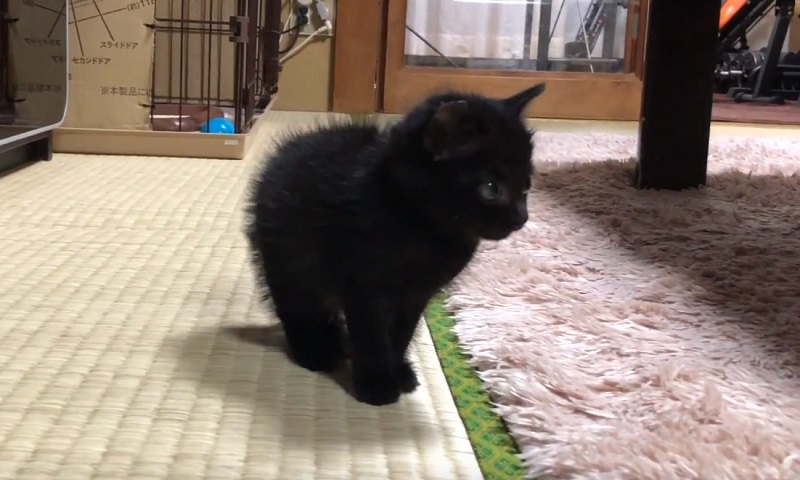 黒猫の子猫ちゃん　No-2