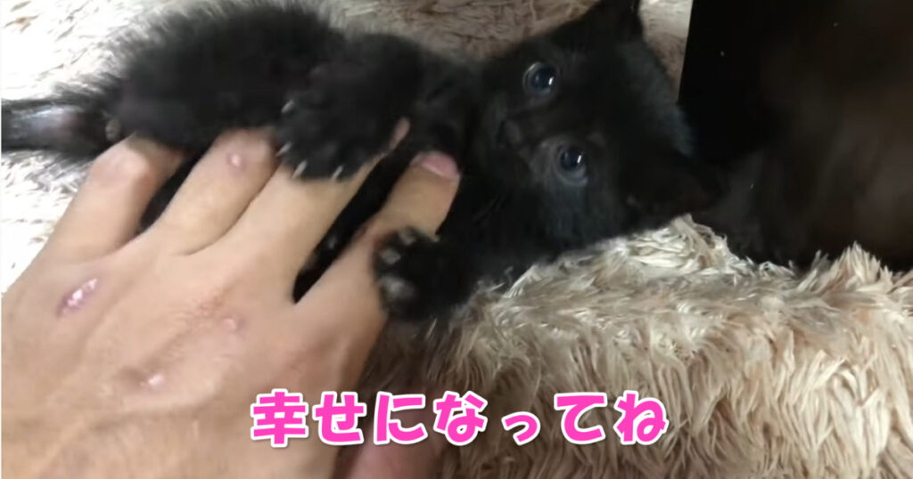 幸せになってね。　保護されてから１７日目の黒猫の子猫ちゃん