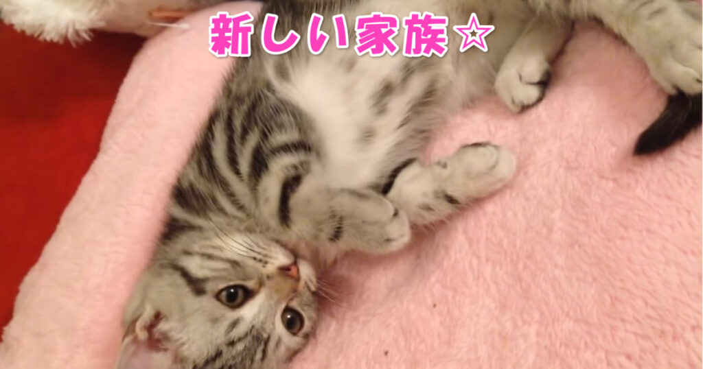 新しい家族☆　家にやってきたばかりのアメショーの子猫ちゃん