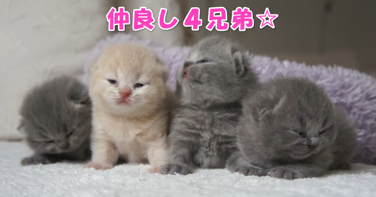 仲良し４兄弟　アイキャッチ