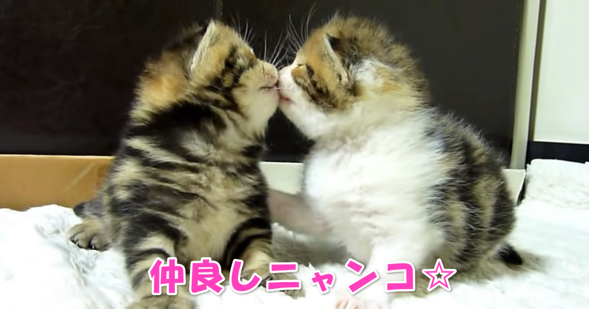 ハグとキス　　アイキャッチ