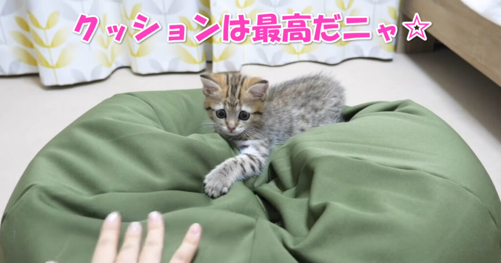 気持ちいいんだニャ～☆　ふわふわクッションがお気に入りの子猫ちゃん