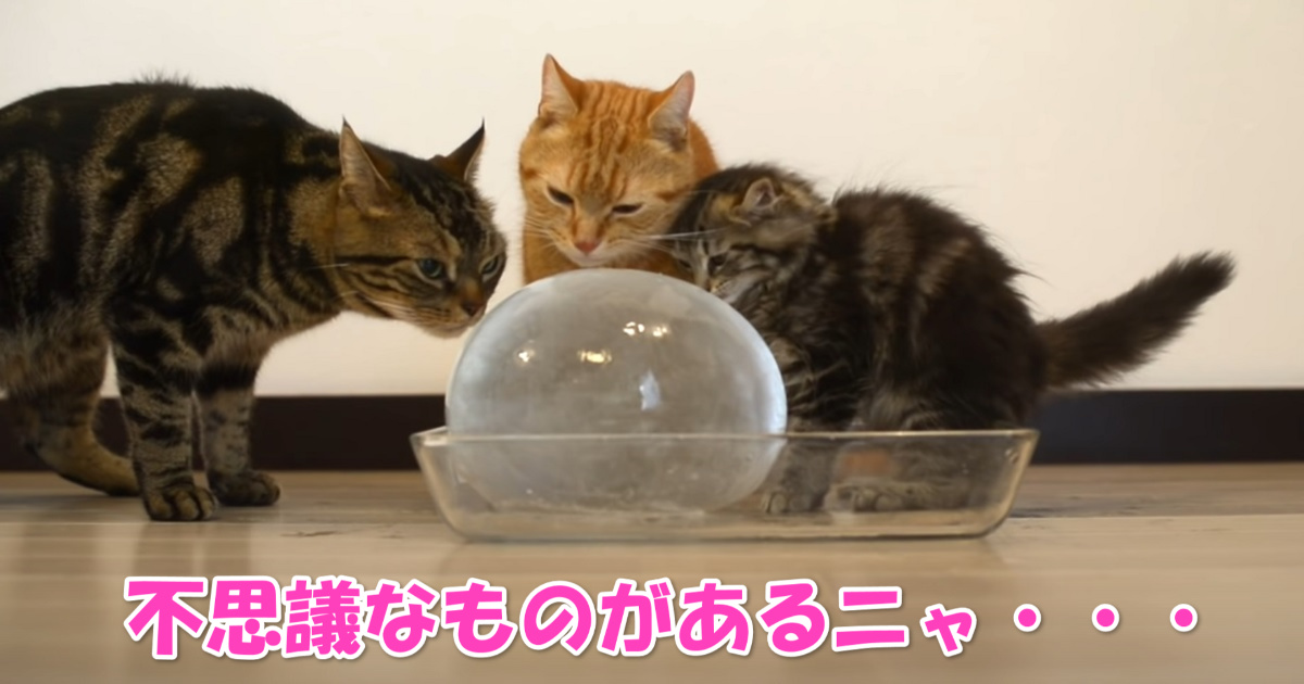 氷　アイキャッチ