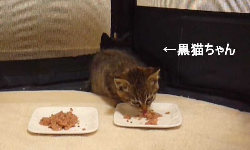 保護猫　No-2