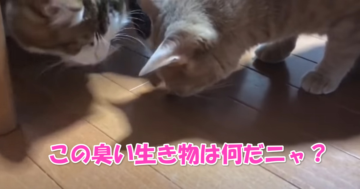 カメムシ　アイキャッチ