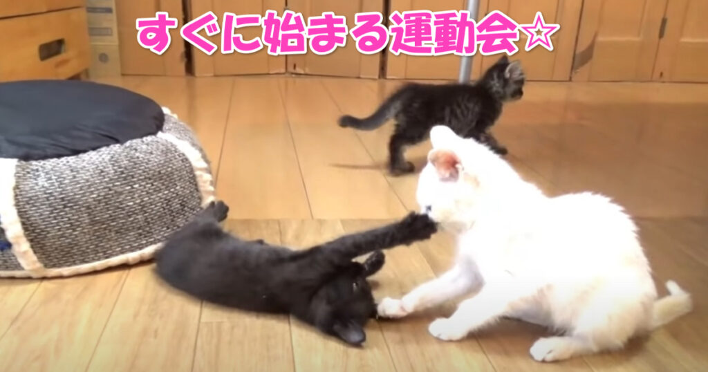 すぐに開催される運動会☆　出会ったばかりの子猫ちゃんたち