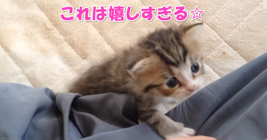 これは嬉しすぎますよね☆　ご主人さまによじ登って来る子猫ちゃん