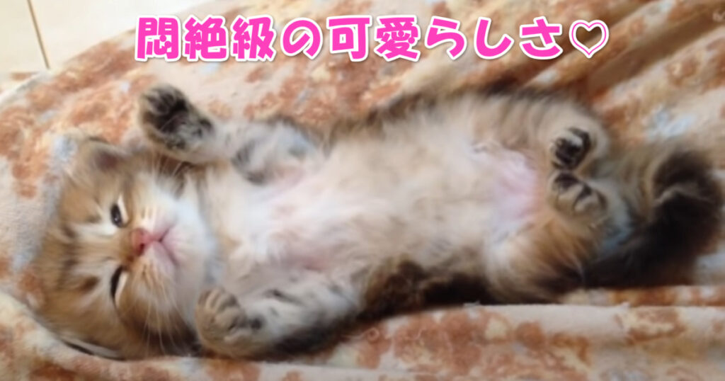 悶絶級の可愛らしさ♡　目を開けたままへそ天で眠る子猫ちゃん