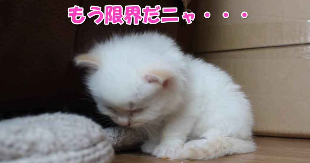 もう限界だニャ・・・　眠気と懸命に戦っている子猫ちゃん