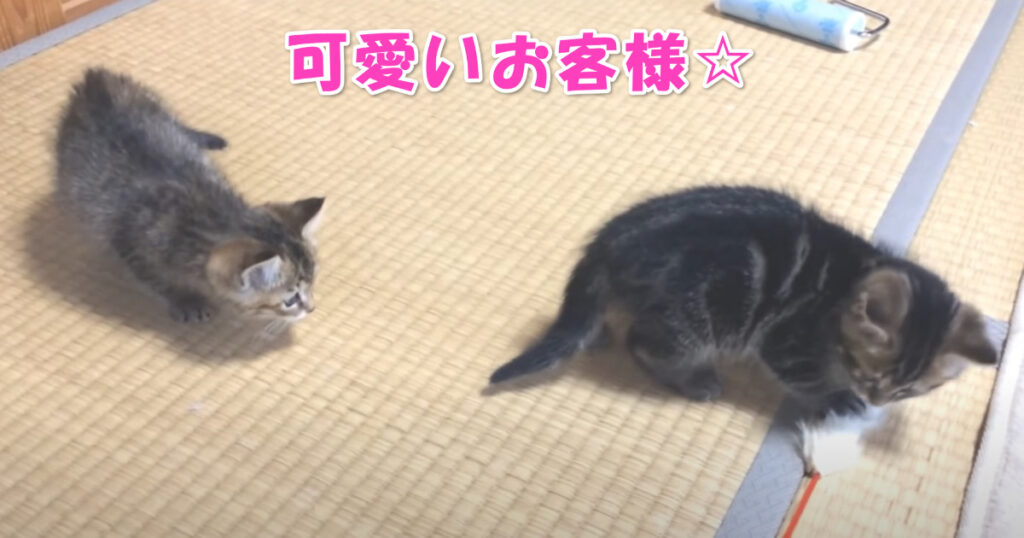 可愛いお客様☆　お家に遊びにやってきた子猫ちゃんたち