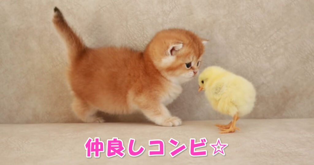 意外な取り合わせ。とっても仲良しなひよこちゃんと子猫ちゃん