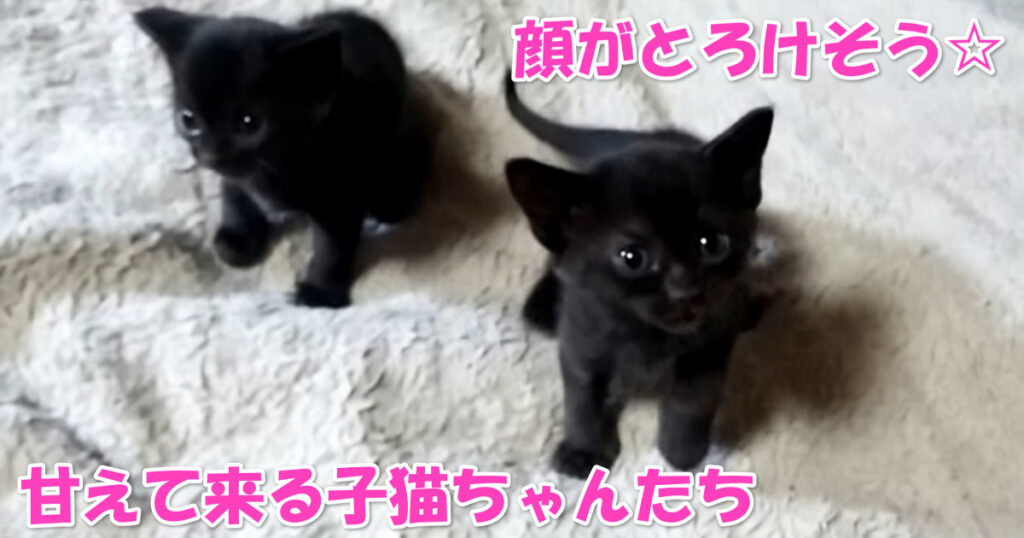 顔がとろけちゃいそう♡　甘えてくる可愛らしい黒猫の子猫ちゃんたち