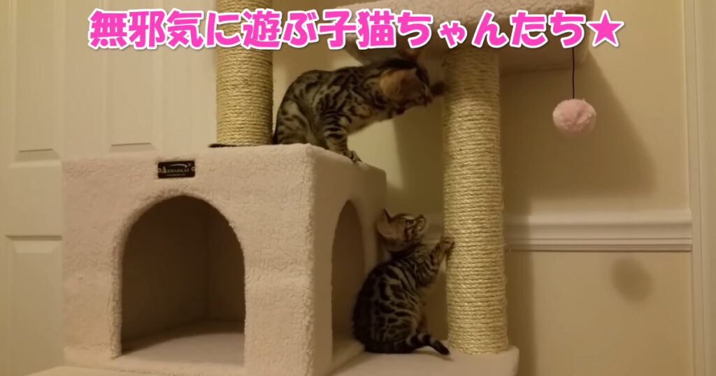 無邪気な子猫ちゃんたち☆　キャットタワーで楽しそうに遊んでます