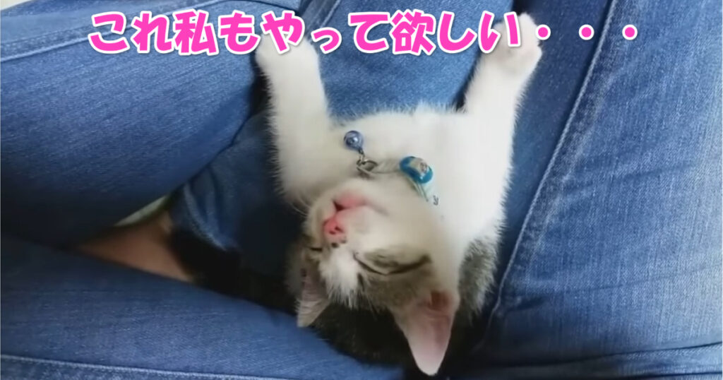 私にもこれやって欲しい♡　脚の上でくつろぎながら寝落ちする子猫ちゃん